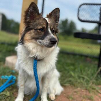 Cabana Girl -  Mixed Breed and Spitz Dog for Adoption in York, Pennsylvania - Cabana Girl | PetCurious