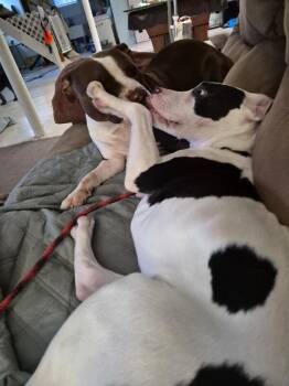 Scramble -  Mixed Breed Dog for Adoption in Cincinnati, Ohio - Scramble | PetCurious