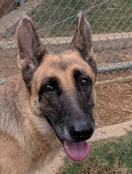 Eleanor A220545 -  German Shepherd Dog Dog for Adoption in Plano, Texas - Eleanor A220545 | PetCurious
