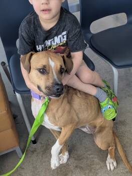Rescue Pit Bull Terrier and Mixed Breed Dogs for Adoption in Fort Worth, Texas - Nala | PetCurious