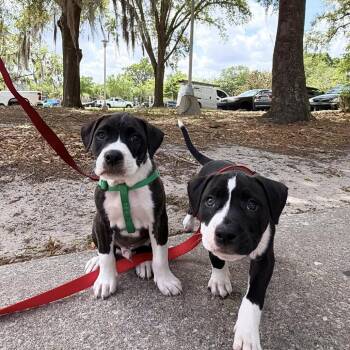 Mixed Breed Dogs Available for Adoption in Gainesville, Florida - Luge | PetCurious