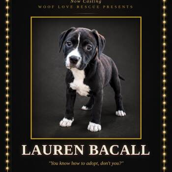 Lauren Bacall -  Labrador Retriever Dog for Adoption in Collingswood, New Jersey - Lauren Bacall | PetCurious
