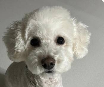 Cherry -  Bichon Frise Dog for Adoption in San Ramon, California - Cherry | PetCurious