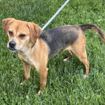 Beagle and Boston Terrier Dogs Available for Adoption in Cincinnati, Ohio - Petal 2026 | PetCurious