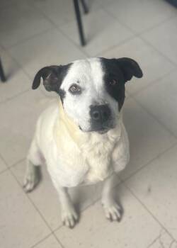 Moonshine -  Pit Bull Terrier and Mixed Breed Dog for Adoption in Roanoke, Virginia - Moonshine | PetCurious
