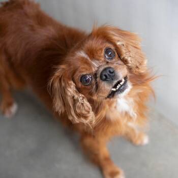 Copper (AG26-33) -  Cavalier King Charles Spaniel Dog for Adoption in Peyton, Colorado - Copper (AG26-33) | PetCurious