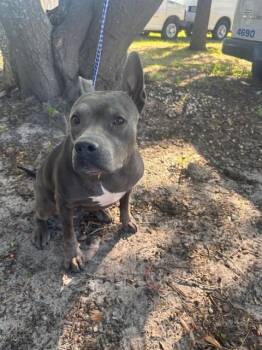 Mixed Breed Dogs Available for Adoption - BIG PEARL | PetCurious