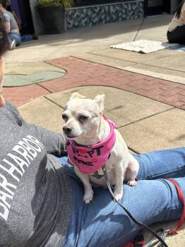 Chihuahua Dogs Available for Adoption in Seattle, Washington - Lilly | PetCurious