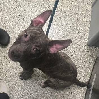 Corncob -  Pit Bull Terrier Dog for Adoption in Cedar Rapids, Iowa - Corncob | PetCurious