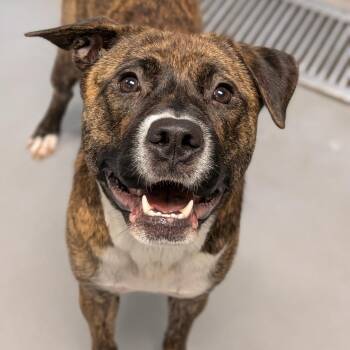 Mixed Breed Dogs Available for Adoption in Milan, Illinois - Trudy | PetCurious