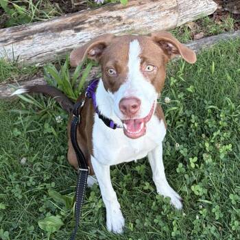 Fifi -  Pointer Dog for Adoption - Fifi | PetCurious