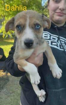 Dahlia (AVAILABLE 7/20) -  Shepherd Dog for Adoption in Leverett, Massachusetts - Dahlia (AVAILABLE 7/20) | PetCurious