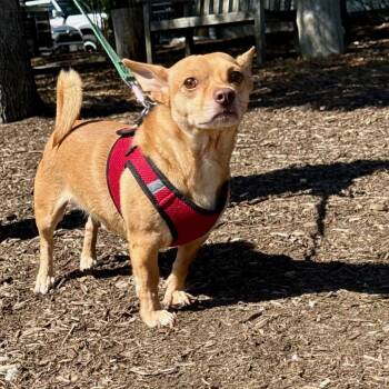 Rescue Chihuahua Dogs for Adoption in East Hampton, New York - Billy | PetCurious