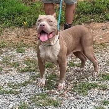 Zina -  American Bulldog Dog for Adoption in Newborn, Georgia - Zina | PetCurious