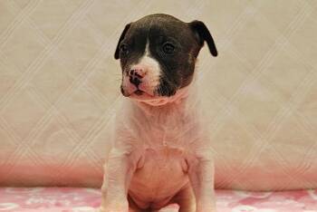 Bulldog Dogs Available for Adoption - EMERALD | PetCurious