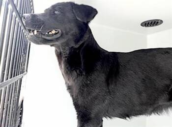 Labrador Retriever and Mixed Breed Dogs Available for Adoption in Houston, Texas - A655805 | PetCurious