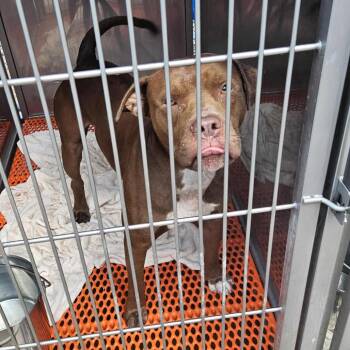 Rescue Terrier Dogs for Adoption in St. Louis, Missouri - Stefan | PetCurious