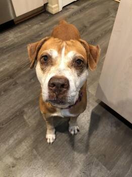 Tweety -  Pit Bull Terrier and Beagle Dog for Adoption in West Palm Beach, Florida - Tweety | PetCurious
