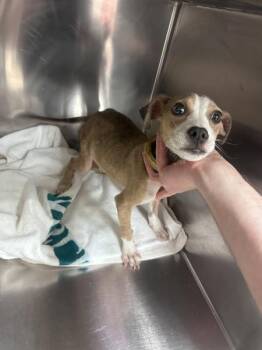 Pit Bull Terrier Dogs Available for Adoption in Marietta, Georgia - Charlie (314) | PetCurious