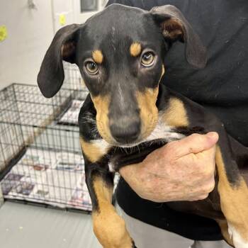 Dottie -  Mixed Breed Dog for Adoption in Groveland, Massachusetts - Dottie | PetCurious