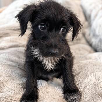 Duke - Adorable, with a Huge Personality, Playful and ONLY 4 pou -  Terrier Dog for Adoption in Houston, Texas - Duke - Adorable, With A Huge Personality, Playful And ONLY 4 Pou | PetCurious