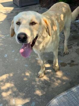 Dodds / Knox -  Labrador Retriever Dog for Adoption in Broomfield, Colorado - Dodds / Knox | PetCurious