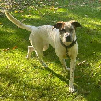 Sky -  Cattle Dog Dog for Adoption in Brainerd, Minnesota - Sky | PetCurious