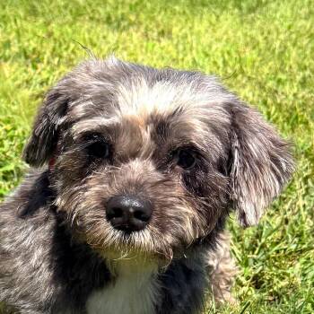 Anais -  Terrier Dog for Adoption in Auburn, Nebraska - Anais | PetCurious