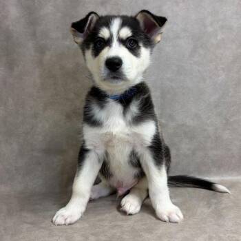 1219 (2026) Maui -  Siberian Husky and Shepherd Dog for Adoption in Parker, Colorado - 1219 (2026) Maui | PetCurious
