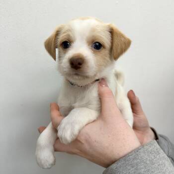 Psyduck -  Mixed Breed Dog for Adoption in Las Vegas, Nevada - Psyduck | PetCurious