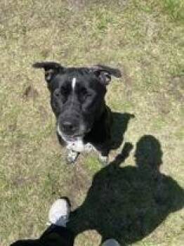 Opie -  Mastiff Dog Available for Adoption in Potsdam, New York - Opie | PetCurious