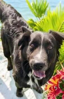 Border Collie and Flat Coated Retriever Dogs Available for Adoption in Ventura, California - Rocco  | PetCurious