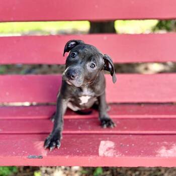 Macchiato--In Foster -  Pit Bull Terrier Dog for Adoption in Fargo, North Dakota - Macchiato--In Foster | PetCurious