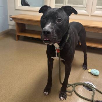 Zilo -  Staffordshire Bull Terrier Dog for Adoption in Wilmington, Ohio - Zilo | PetCurious