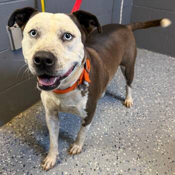 Tucker -  Pit Bull Terrier and Mixed Breed Dog for Adoption in Tuscaloosa, Alabama - Tucker | PetCurious