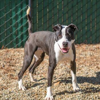 Terrier Dogs Available for Adoption in Hilton Head Island, South Carolina - Glitter | PetCurious
