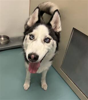 Rescue Siberian Husky Dogs for Adoption in Hayward, California - GERARD WAY | PetCurious