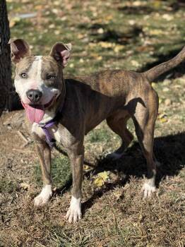 Rescue Pit Bull Terrier and Mixed Breed Dogs for Adoption in Springfield, Illinois - Halo | PetCurious