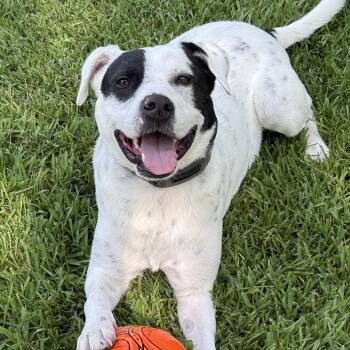 Bruno -  Pit Bull Terrier and Labrador Retriever Dog for Adoption in Atlanta, Texas - Bruno | PetCurious
