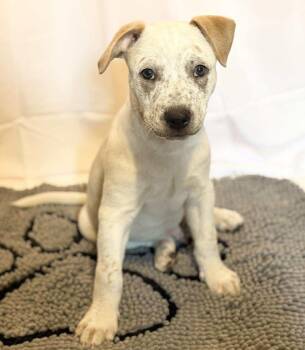 Rescue Australian Cattle Dog Blue Heeler Dogs for Adoption in New Berlin, Wisconsin - WYATT   $425 | PetCurious