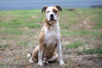 Duke -  Mixed Breed Dog for Adoption in Terre Haute, Indiana - Duke | PetCurious