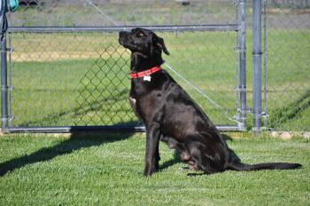 Millie -  Labrador Retriever Dog for Adoption in Union Gap, Washington - Millie | PetCurious