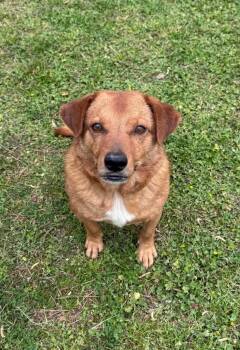 Corgi Dogs Available for Adoption in Little Rock, Arkansas - Helix ("Loki") | PetCurious