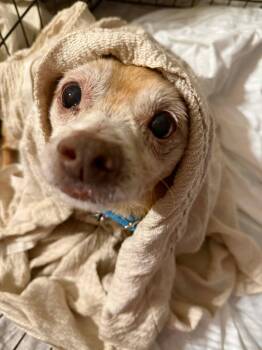 Chihuahua Dogs Available for Adoption in New London, Wisconsin - Toby | PetCurious