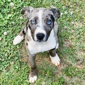 Riona -  Mixed Breed Dog for Adoption in Brownsboro, Alabama - Riona | PetCurious