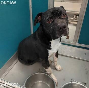 A476292 -  Pit Bull Terrier Dog for Adoption in Oklahoma City, Oklahoma - A476292 | PetCurious