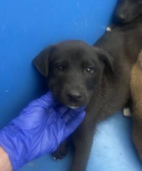 Mixed Breed Dogs Available for Adoption in Dallas, Texas - LUCI | PetCurious