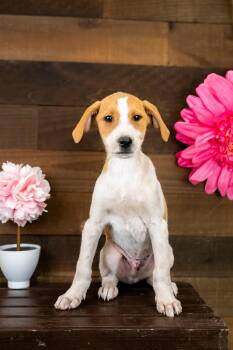 475-26 -  Terrier Dog for Adoption in Brighton, Colorado - 475-26 | PetCurious
