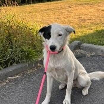 Meg -  Border Collie Dog for Adoption in Yakima, Washington - Meg | PetCurious