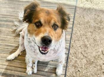 Rescue Mixed Breed Dogs for Adoption in Georgetown, Texas - Chester | PetCurious